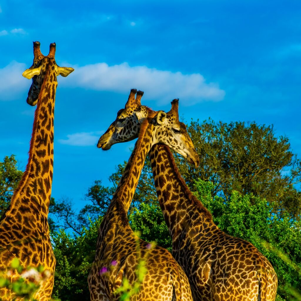 Family Adventures in Nairobi: Your Ultimate Guide to Fun & Learning