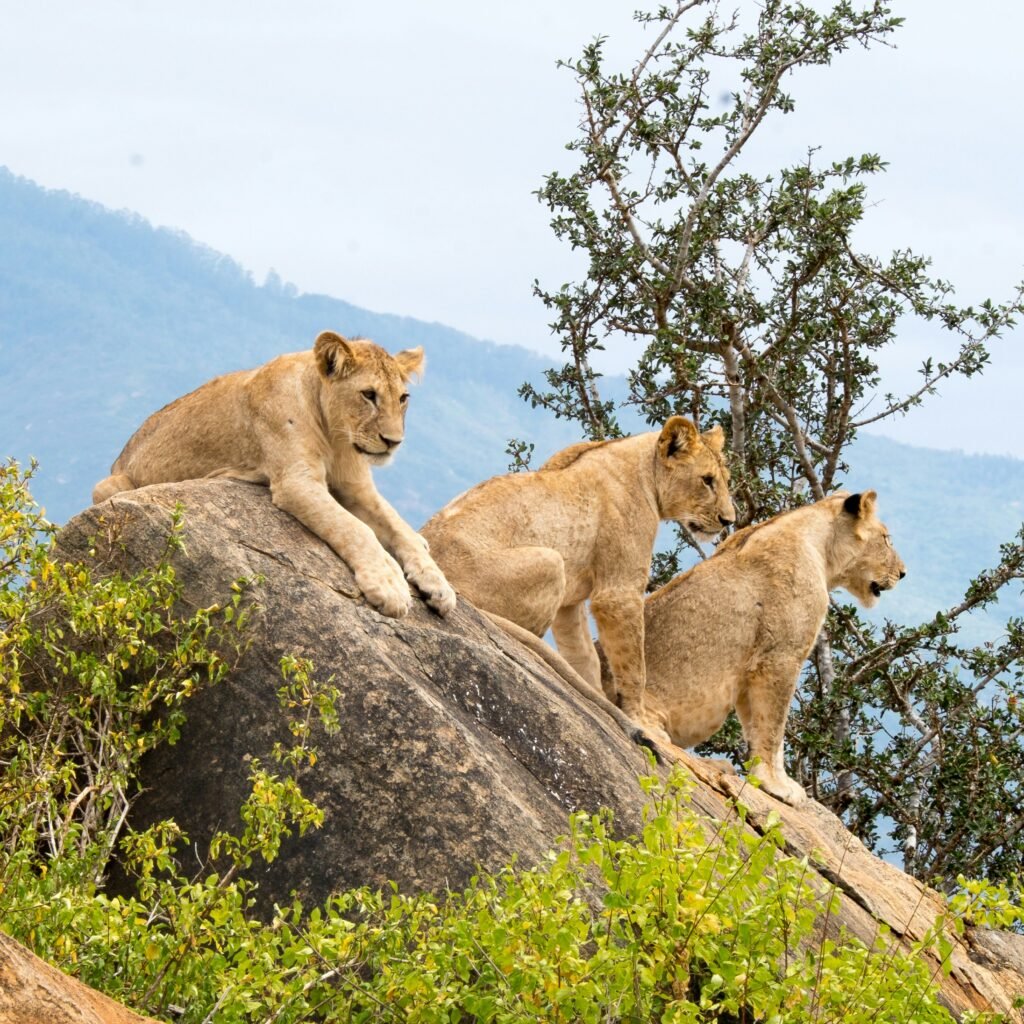 Comparing Tsavo with Kenya’s Best Parks: Amboseli, Masai Mara & More