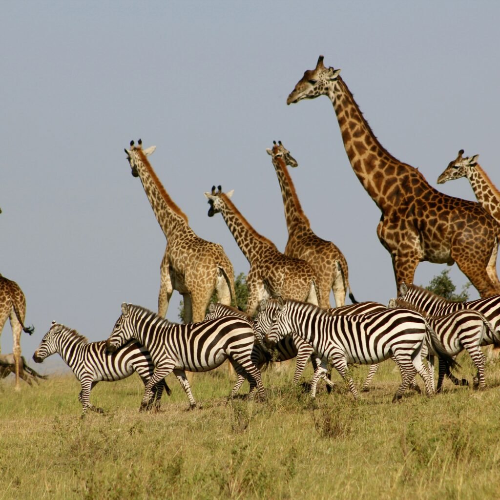 Maasai Mara vs Other Kenyan Parks & Conservancies: The Ultimate Safari Showdown