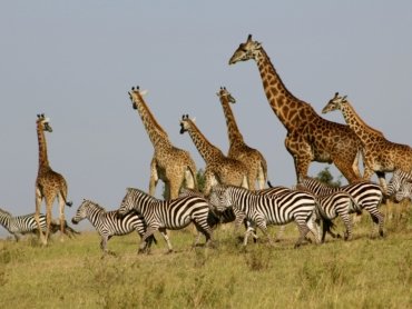 Maasai Mara vs Other National Parks