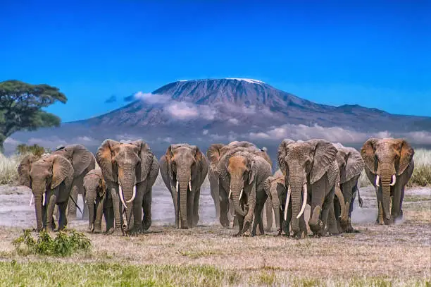 Herd of elephants with Mount Kilimanjaro in the background (Amboseli).
