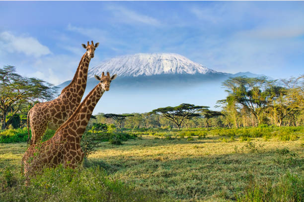 Giraffes with Mount Kilimanjaro in the background (Amboseli).
