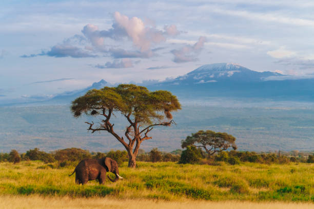 Elephant with Mount Kilimanjaro in the background (Amboseli).
