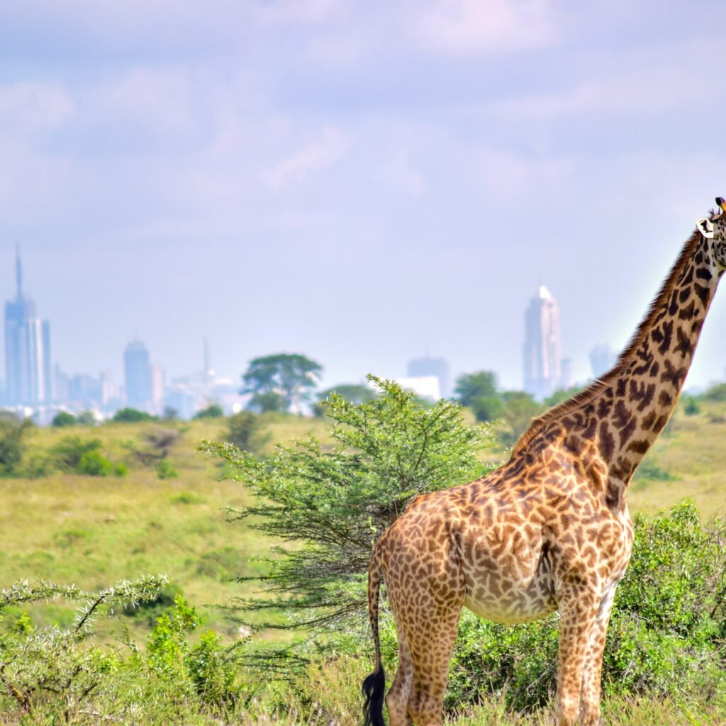 Top 20 Things to Do in Nairobi, Kenya: A Must-See Travel Guide