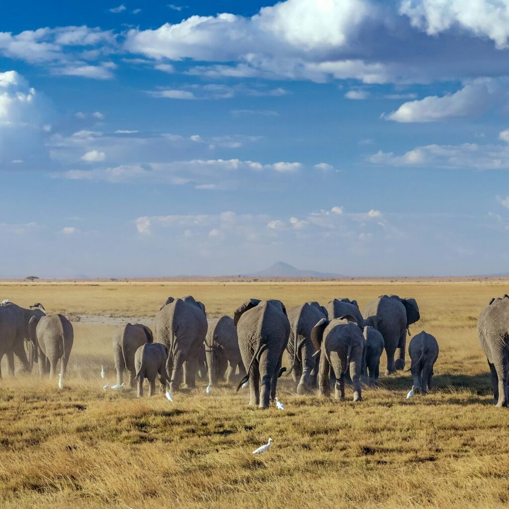 Amboseli vs Other Parks: Finding Your Perfect Safari Experience