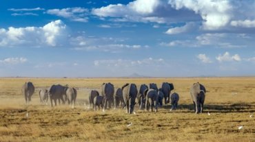 Amboseli vs Other Parks