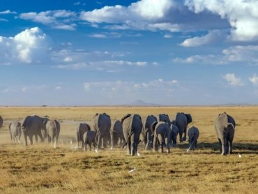 Amboseli vs Other Parks